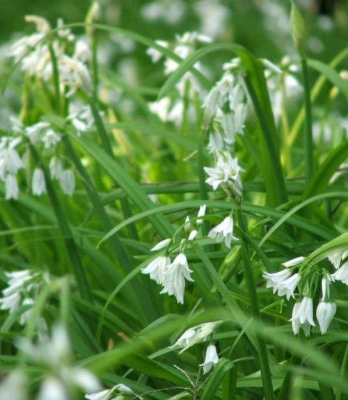 Chickweed Identification & Control in Australia Love The Garden